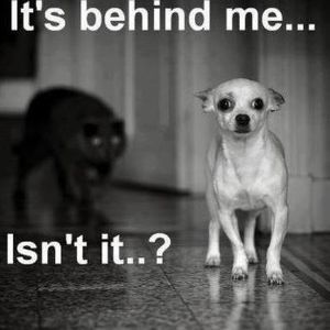 Meet your Posher, Sandy